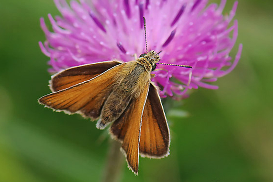 Thymelicus lineola ?